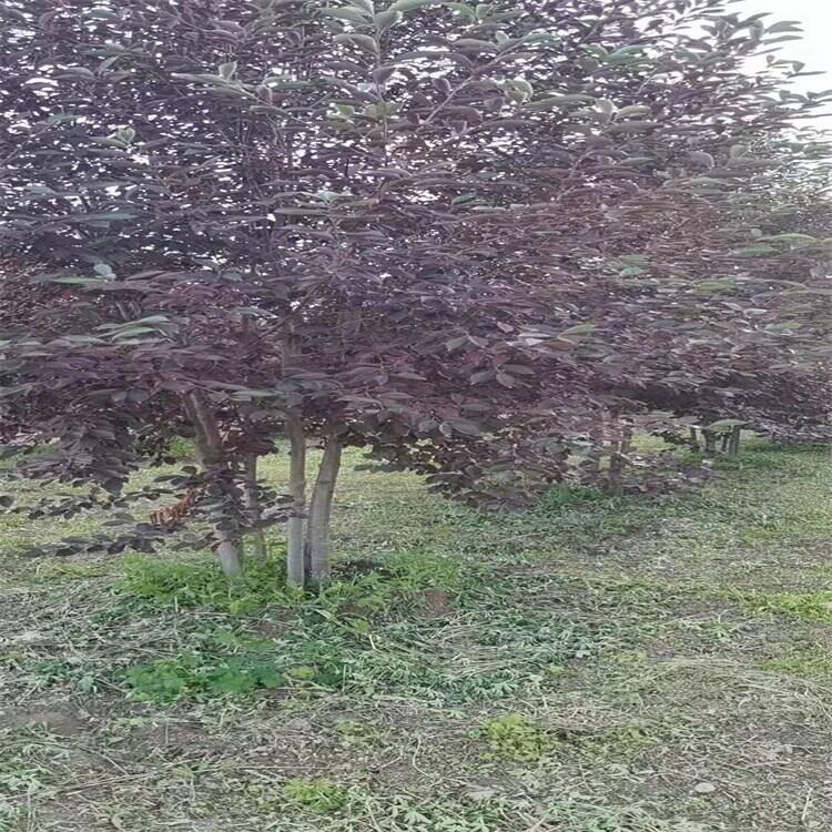 江西紫葉李樹紫葉稠李樹 精品喬灌木自家圃地直銷