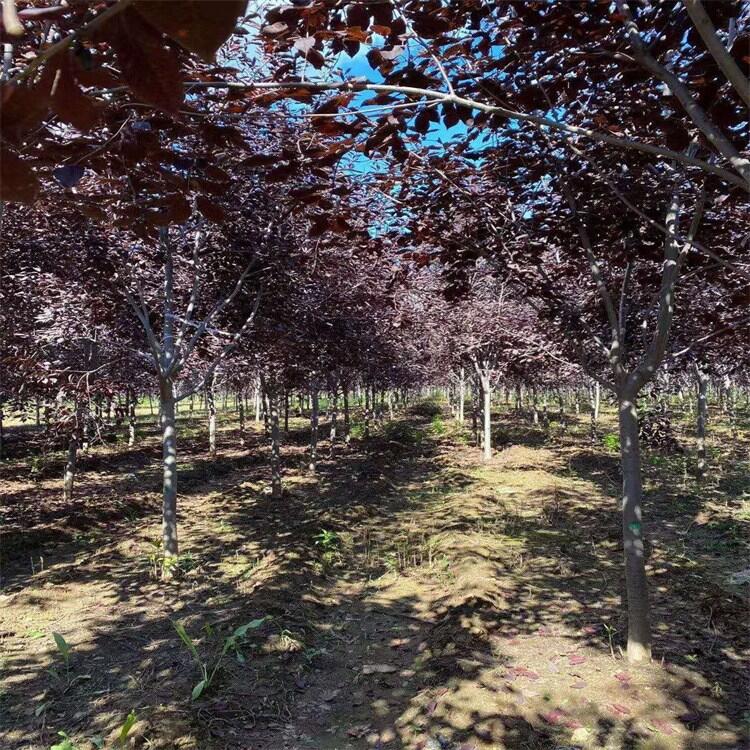 青海紫葉水蠟水蠟球扦插苗基地秋季大量批發(fā)