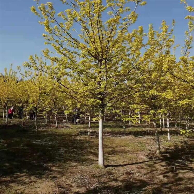 吉林金葉水蠟水蠟小苗扦插苗基地圃地直銷(xiāo)量大優(yōu)惠