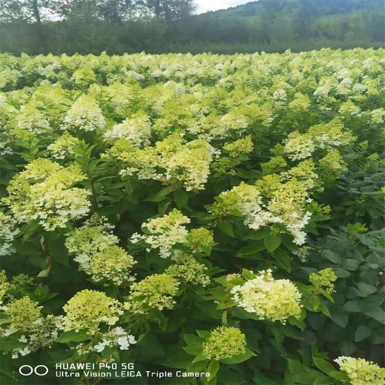 江西紫葉稠李樹紫葉稠李樹 精品喬灌木自家圃地直銷