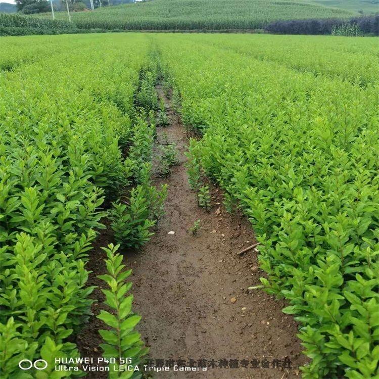 天津叢生紫葉稠李紫葉稠李樹 精品喬灌木自家圃地直銷