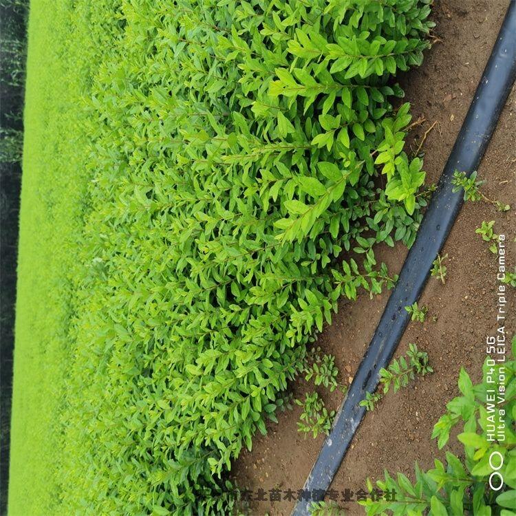 西藏水蠟球水蠟球自家播種小苗秋季大量批發(fā)