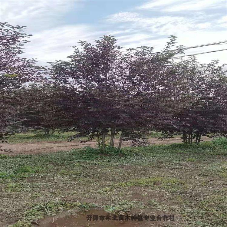 寧夏水蠟球水蠟球自家播種小苗圃地直銷(xiāo)量大優(yōu)惠