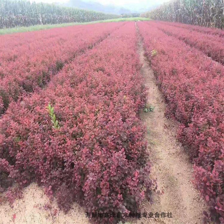 多季刺玫小苗自家扦插苗叢生多季刺玫熱銷全國各地