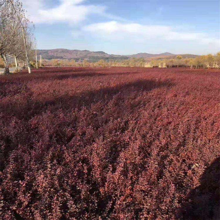 寧夏水蠟小苗 水蠟杯苗水蠟球苗農(nóng)專業(yè)培育