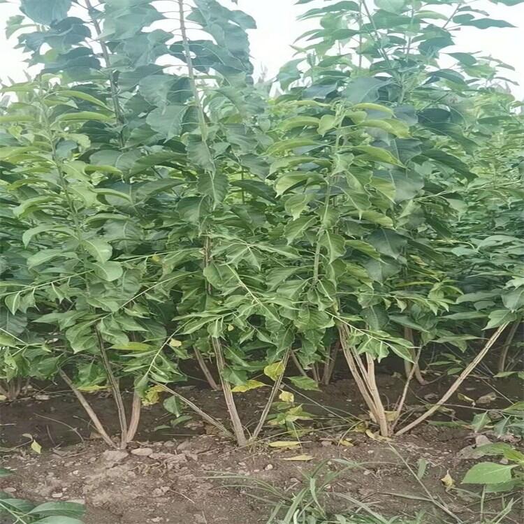 江蘇水蠟小苗 水蠟杯苗水蠟球苗農(nóng)專業(yè)培育