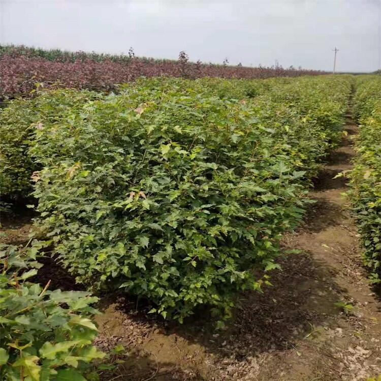 山東水蠟小苗 水蠟杯苗水蠟球苗農(nóng)專業(yè)培育