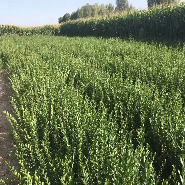 四季玫瑰小苗綠化苗木叢生多季刺玫熱銷全國各地