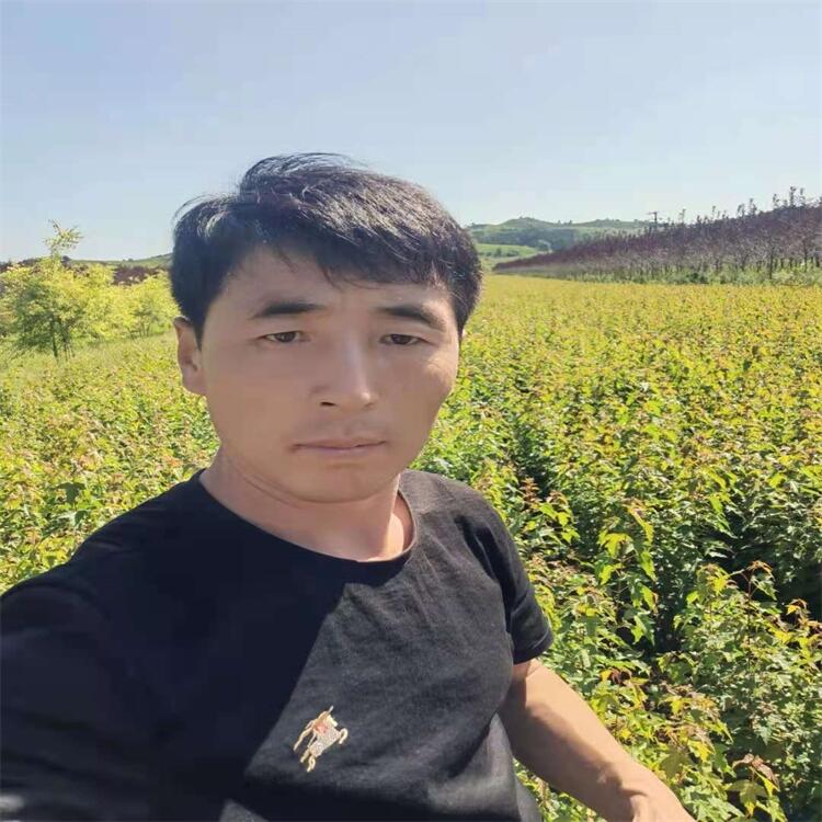 北京桃葉衛(wèi)矛球桃葉衛(wèi)矛小苗農(nóng)戶專業(yè)培育實地看苗