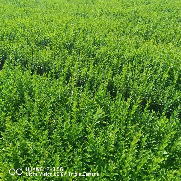 河南茶條槭小苗耐寒品種 苗農(nóng)直銷全國熱銷產(chǎn)品