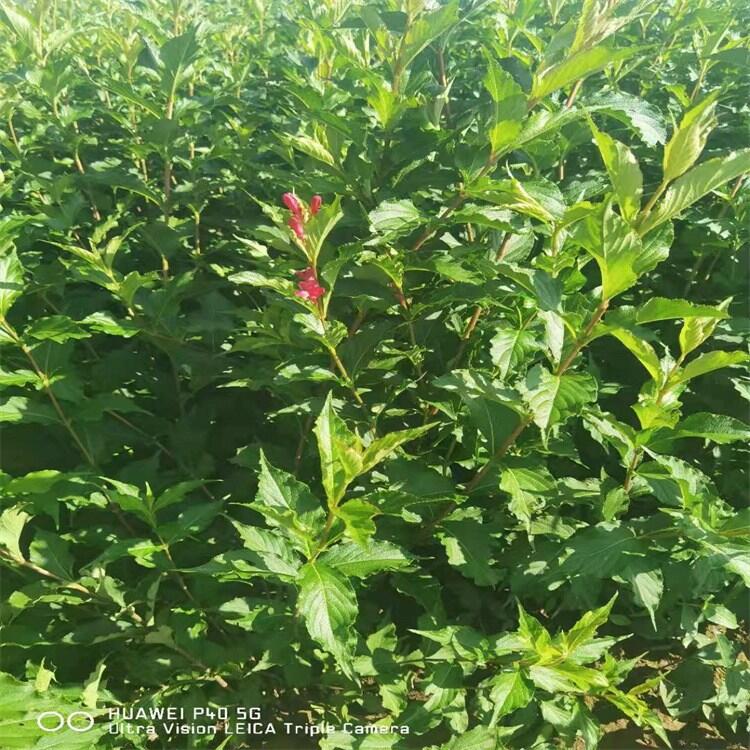 大花木繡球小苗叢生大花水椏木叢生小灌木園林綠化苗木