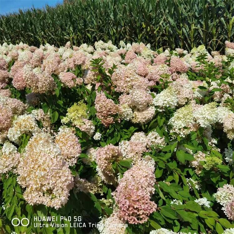 河南茶條槭小苗耐寒品種 苗農(nóng)直銷秋季出圃苗木