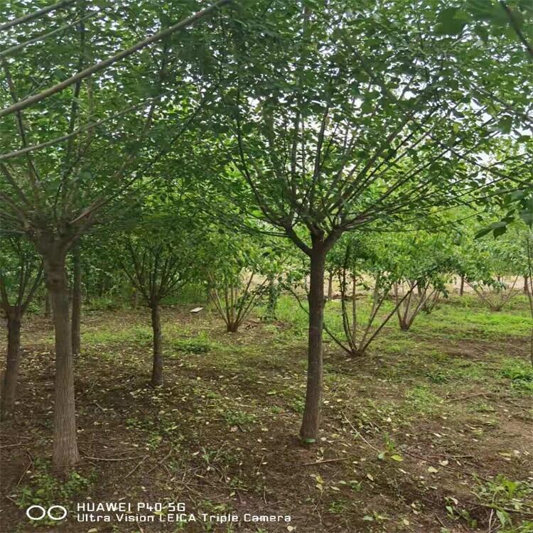 內(nèi)蒙古水蠟小苗 水蠟杯苗水蠟球苗農(nóng)專業(yè)培育