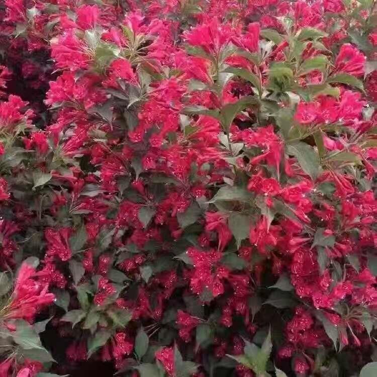 多季刺玫小苗綠化苗木全國包郵熱銷全國各地