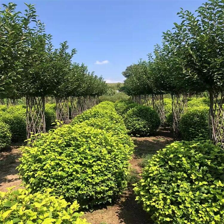 青海桃葉衛(wèi)矛球桃葉衛(wèi)矛小苗農(nóng)戶專業(yè)培育實地看苗