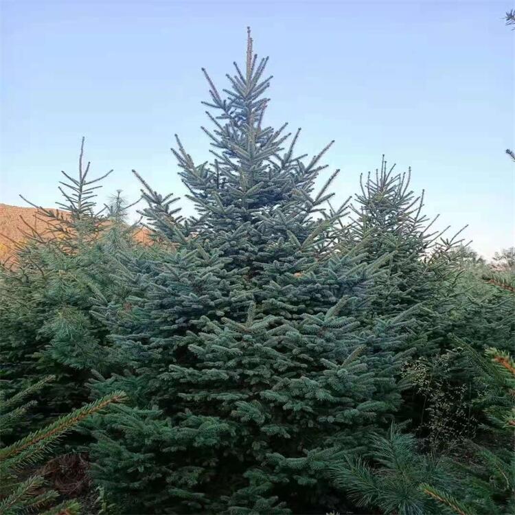 遼寧云杉樹苗 紅皮云杉樹  2-5米圃地貨源 苗圃直銷