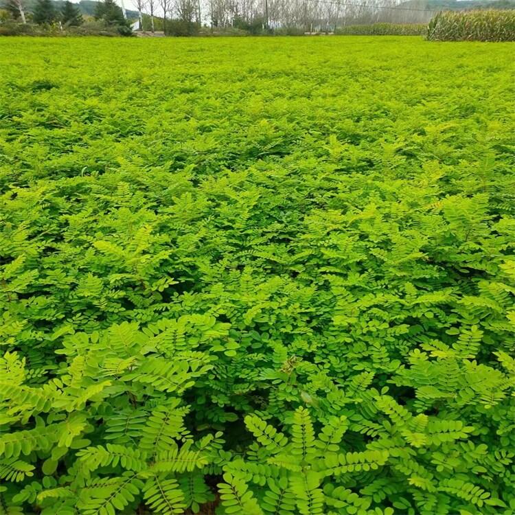 紫穗槐小苗 叢生紫穗槐 遼寧紫穗槐種植基地