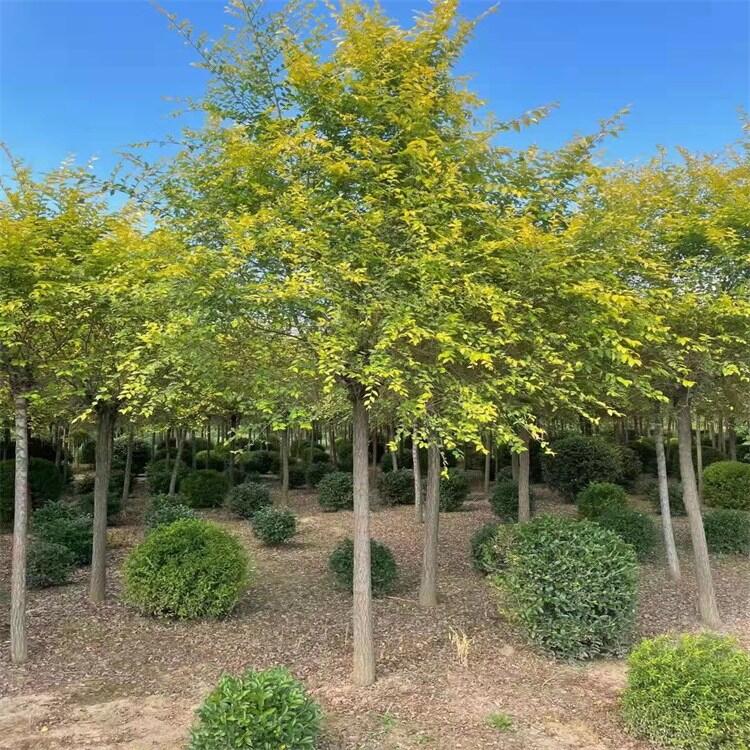 遼寧金葉榆 金葉榆小苗 金葉榆綠籬苗 金葉榆球 24小時(shí)在線咨詢