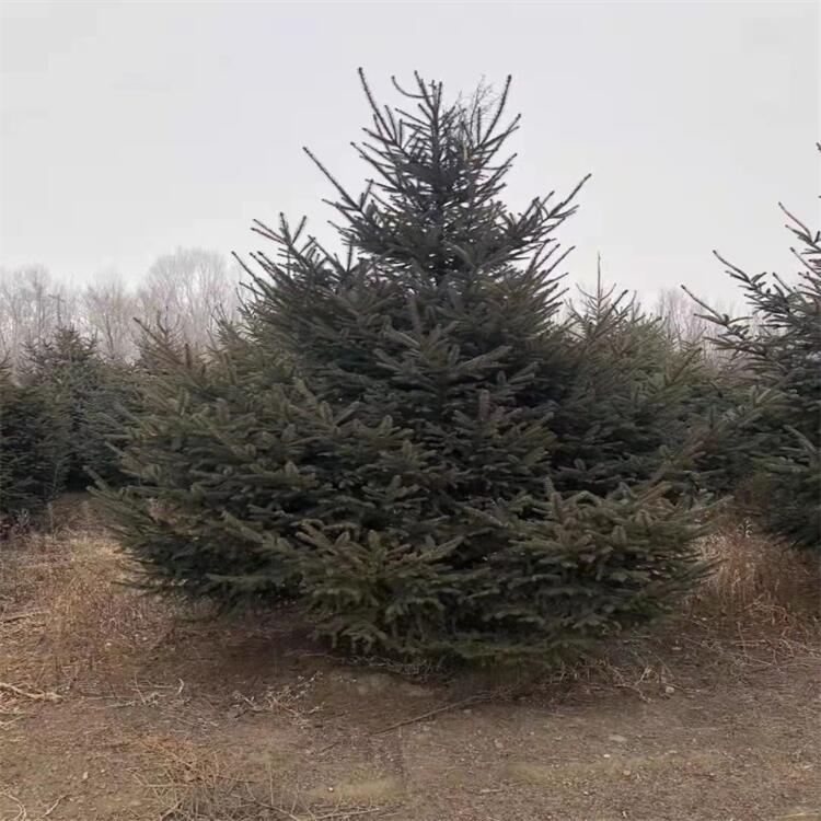 遼寧云杉樹 云杉樹苗 紅皮云杉樹 圃地直銷