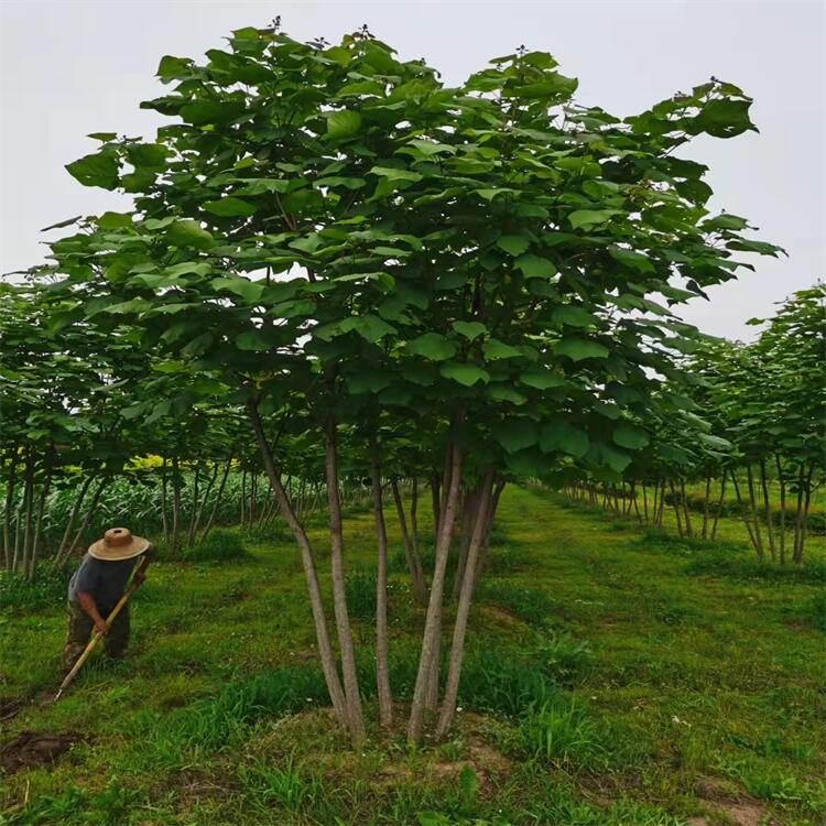 梓樹 梓樹小苗 叢生梓樹苗 遼寧梓樹培育基地