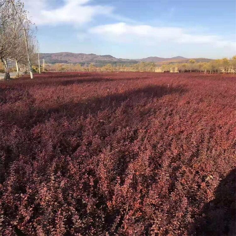 紫葉小檗小苗 紫葉小檗杯苗 遼寧紫葉小檗苗種植基地