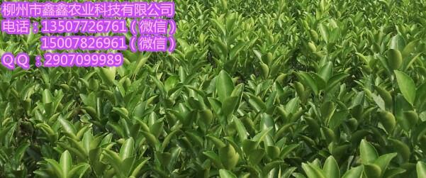 防城港哪里有脫毒柑桔苗批發(fā)？