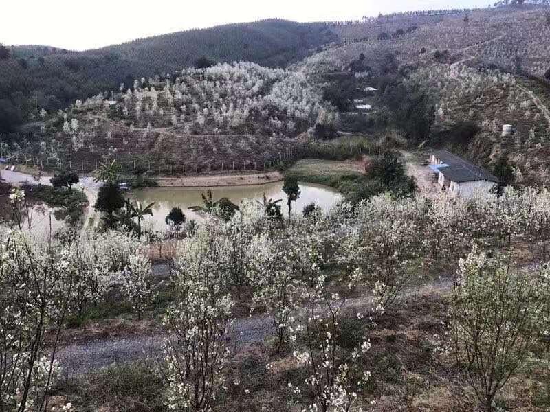 柳州哪里有大果山楂果園轉(zhuǎn)讓