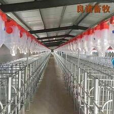 母豬舍自動(dòng)化料線輸送設(shè)備