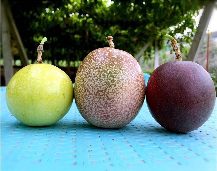 臺農(nóng)紫香百香果，黃金百香果，滿天星百香果