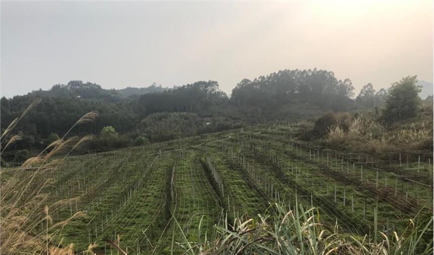 福建廈門百香果種苗，樹苗批發(fā)專賣