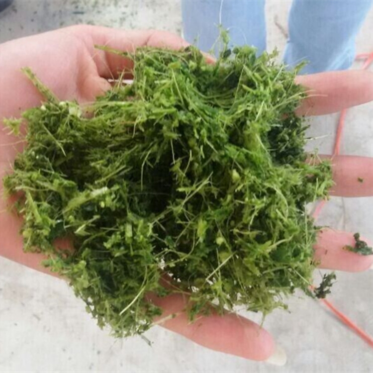 宏興鮮草打漿機(jī) 喂雞鴨鵝飼料打漿機(jī) 大中小型打漿機(jī)廠家