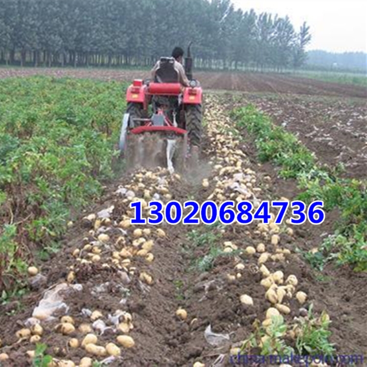 廠家直銷(xiāo)破損率低拖拉機(jī)帶土豆收獲機(jī) 手扶帶土豆收獲機(jī)