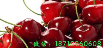 煙臺櫻桃，白鹿原櫻桃