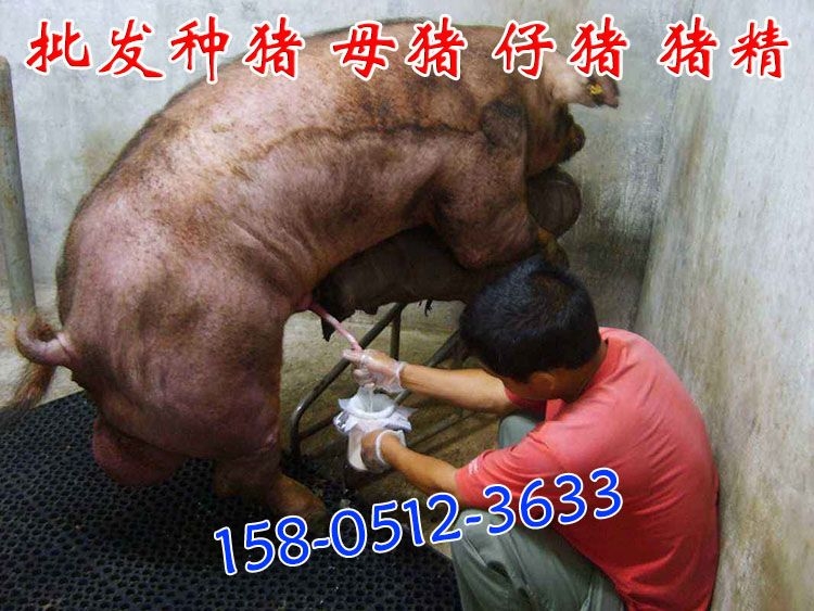 太湖豬精子哪里有出售賣？