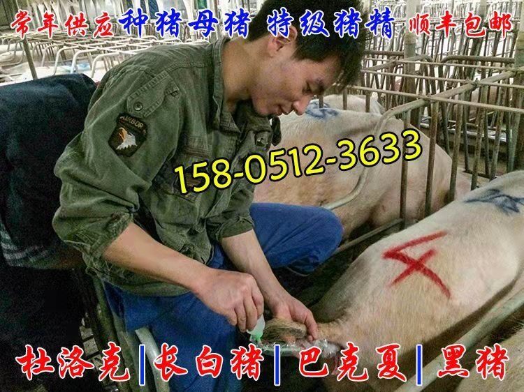 哪里出售賣豬精子 豬精