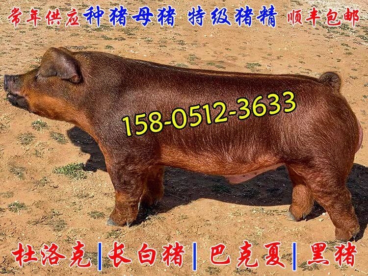 江蘇哪里出售賣豬精子？