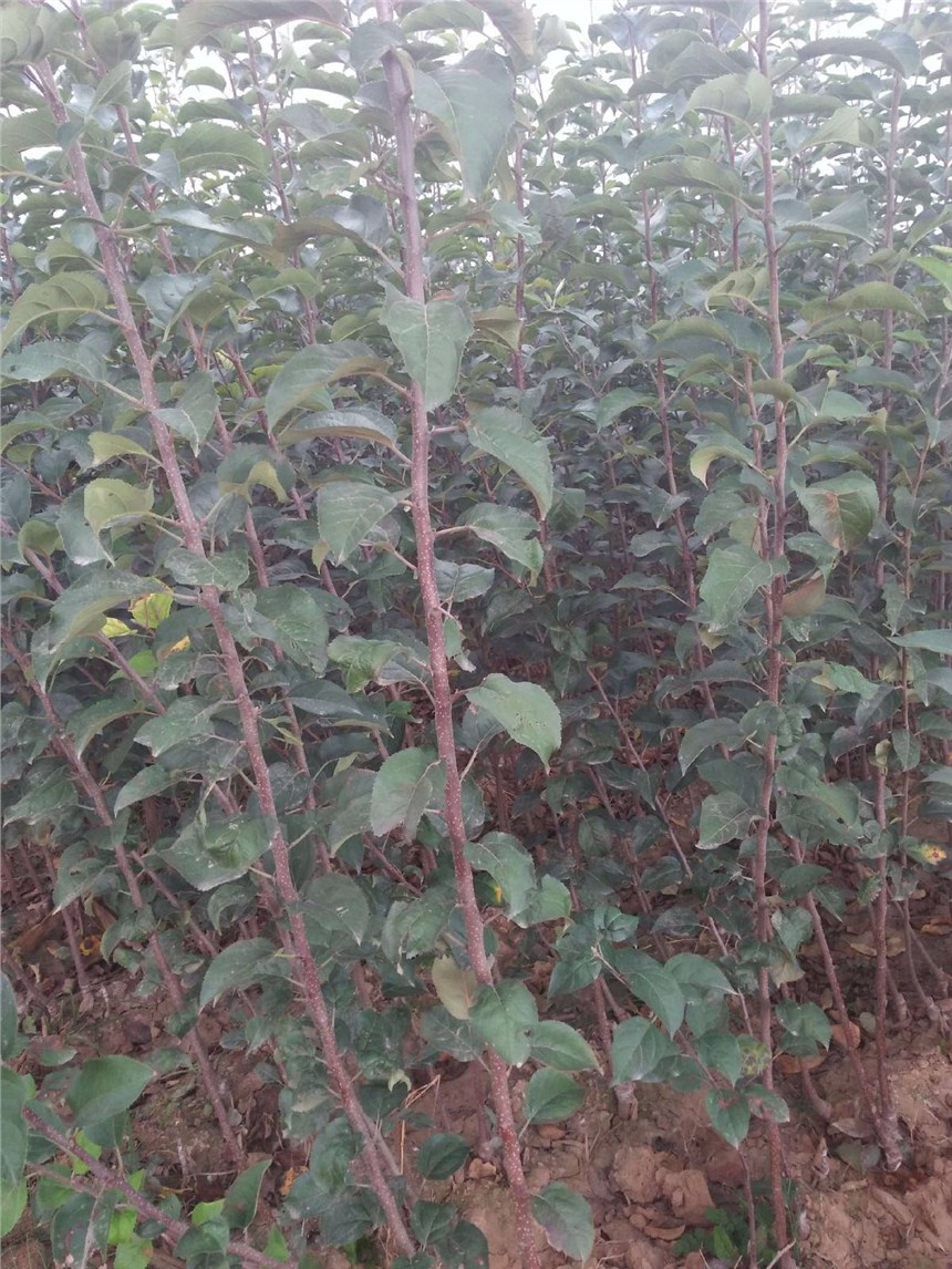 甜山楂苗  現(xiàn)挖現(xiàn)賣甜山楂苗  冰糖甜一樣的甜山楂苗