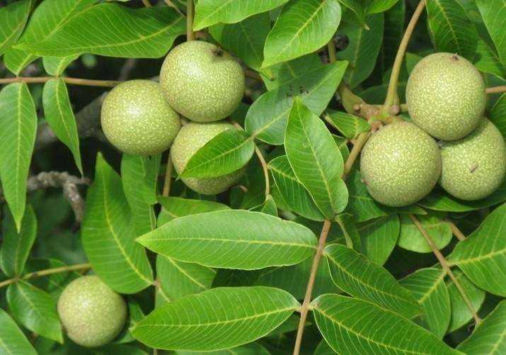 核桃苗  泰山剝殼核桃樹苗   現(xiàn)挖現(xiàn)賣盆栽地栽