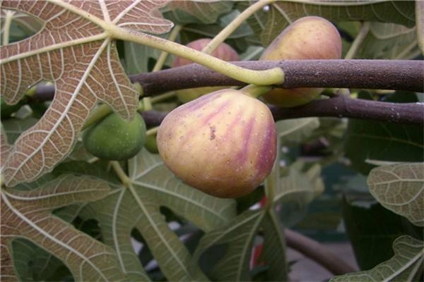 波姬紅無(wú)花果苗  現(xiàn)挖現(xiàn)賣  盆栽地栽量大從優(yōu)