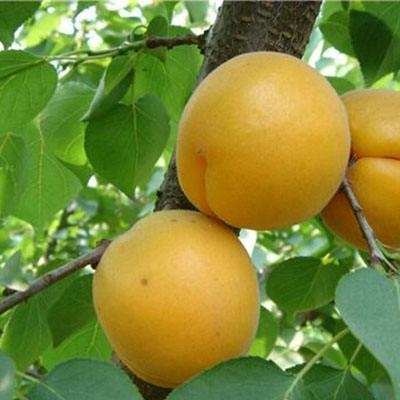 杏樹苗  凱特杏樹苗  現(xiàn)挖現(xiàn)賣  盆栽地栽