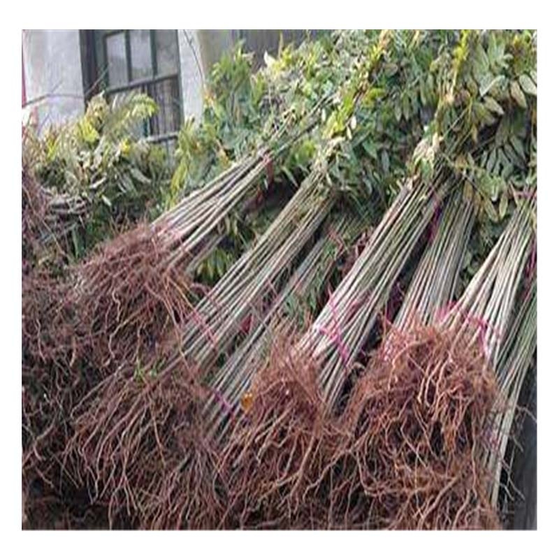 山西香椿苗  泰山紅油香椿苗   現(xiàn)挖現(xiàn)賣(mài)