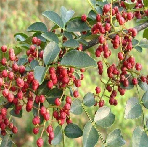 九葉青花椒苗  南北方適應(yīng)栽種的花椒苗  現(xiàn)挖現(xiàn)賣