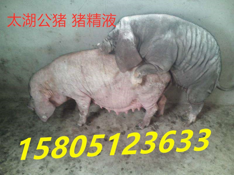 太湖公豬精子哪里有賣的[]]]
