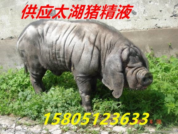 【哪里出售賣太湖豬精品種好】】】】】