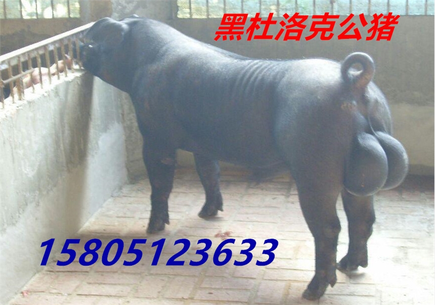 豬精子怎么賣的？哪里出售賣豬精子？？？？