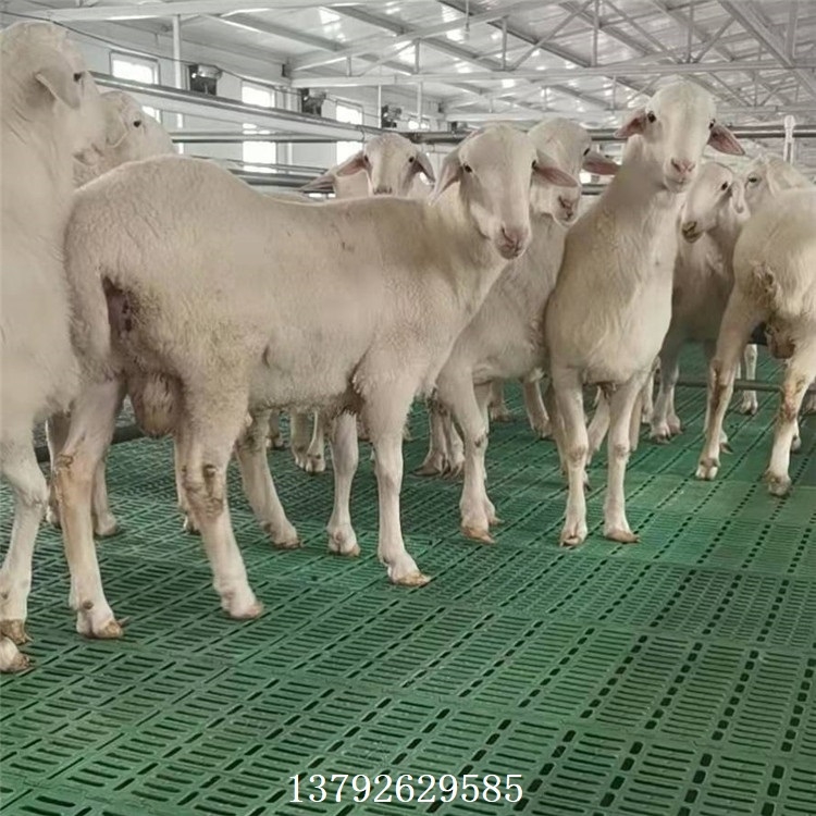 羊漏糞板圖片  羊床廠 養(yǎng)羊用的漏糞板