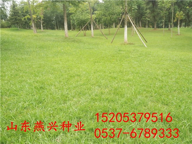 錦州市水庫(kù)大壩護(hù)坡草種子多少錢(qián)一斤