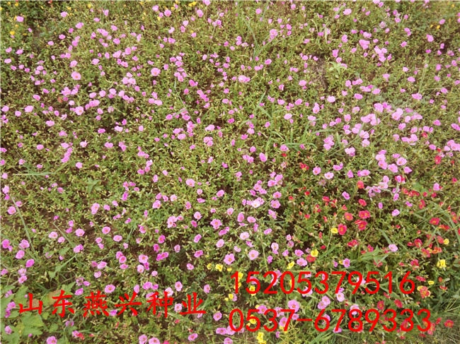 內蒙古錫林郭勒盟護坡播種草籽怎么種