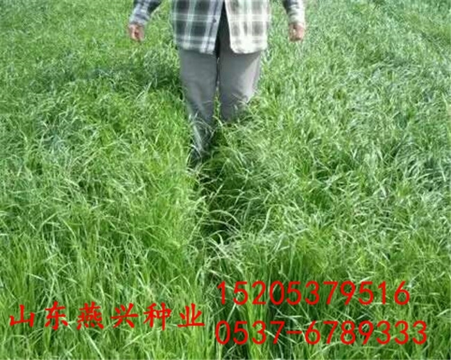 重慶市渝中區(qū)學校綠化草坪種子都有哪些