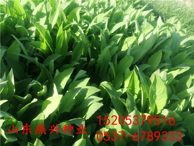 畢節(jié)市高速綠化護(hù)坡草種子類型